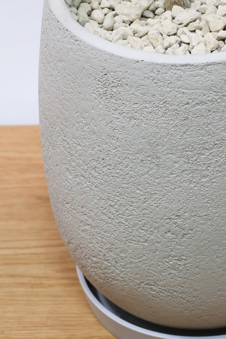 【コンシンネ トリカラー】個性的にカーブした素敵な幹！コンシンネの中でも流通量が少ない品種ですよ！