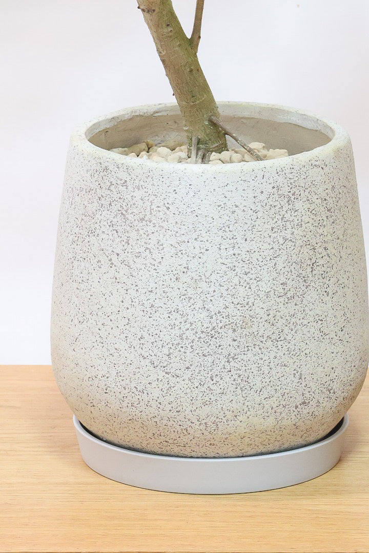 【アルテシマ】葉色が凄くきれいです！この個体は将来性を感じるいい個体だと思います！