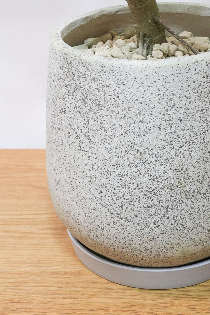 【アルテシマ】葉色が凄くきれいです！この個体は将来性を感じるいい個体だと思います！