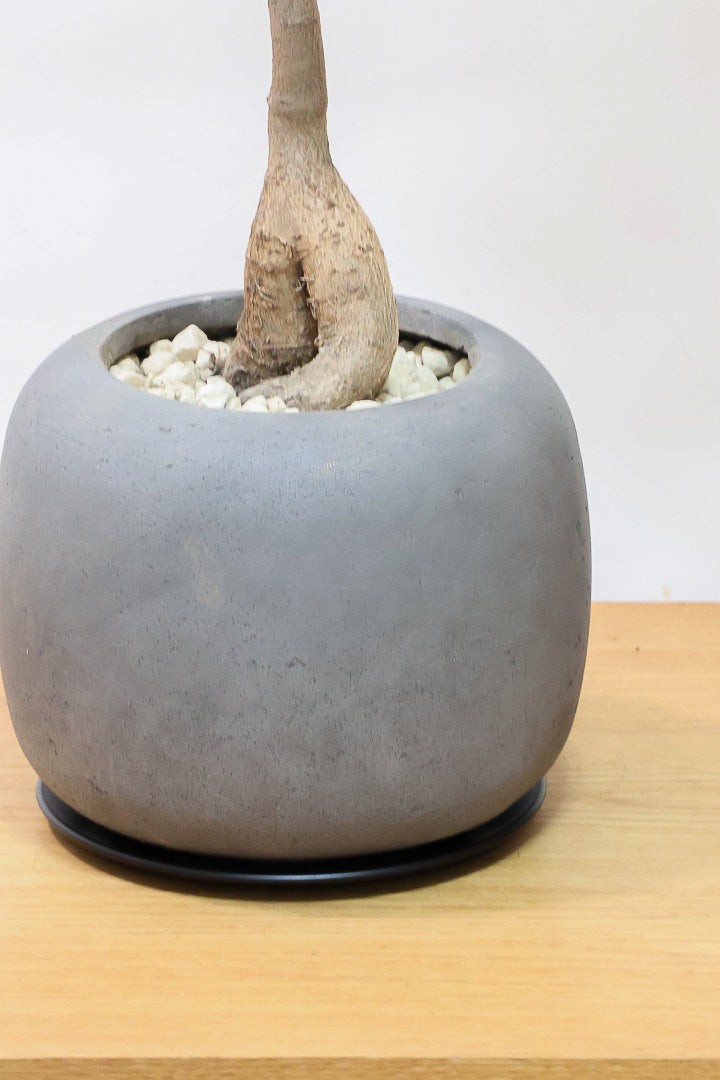 【ブラキキトン ディスカラー】POTとの相性がバツグンにイイ！葉に産毛があるかわいいタイプ。根っこはもちろん個性的に仕上がっています！