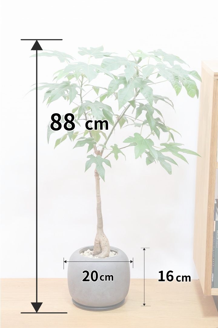 【ブラキキトン ディスカラー】POTとの相性がバツグンにイイ！葉に産毛があるかわいいタイプ。根っこはもちろん個性的に仕上がっています！