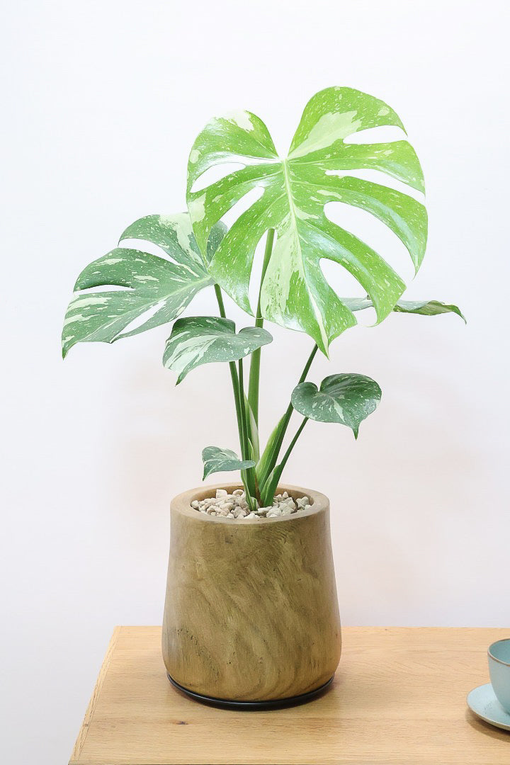 【モンステラ タイコンステレーション】人気の木製POTに植え込みました！お手頃なサイズ感ですので様々なシーンで活躍してくれます！