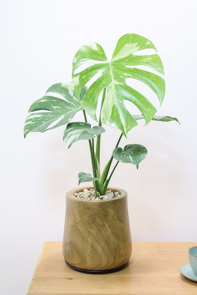 モンステラ タイコンステレーションWW62355| 観葉植物の通信販売