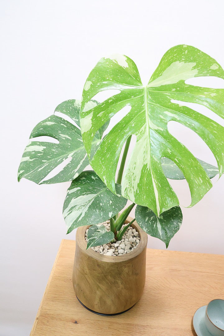 【モンステラ タイコンステレーション】人気の木製POTに植え込みました！お手頃なサイズ感ですので様々なシーンで活躍してくれます！
