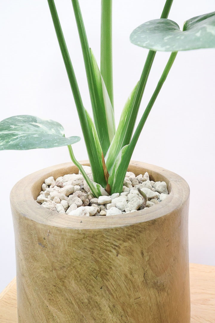 【モンステラ タイコンステレーション】人気の木製POTに植え込みました！お手頃なサイズ感ですので様々なシーンで活躍してくれます！