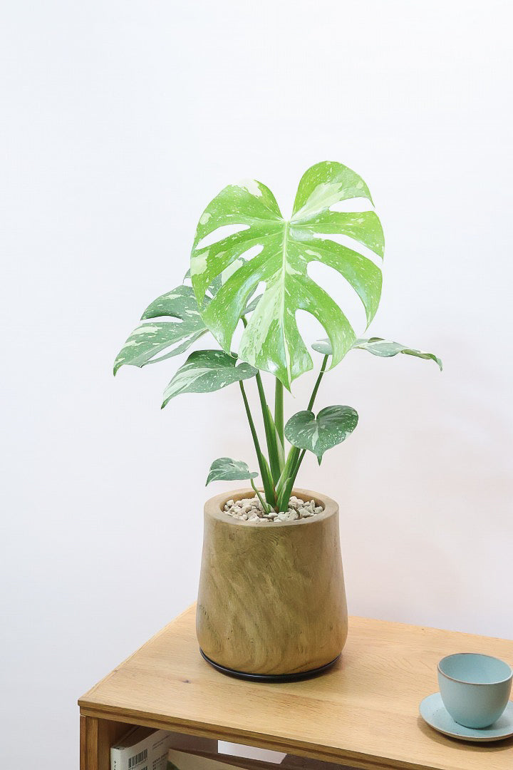 【モンステラ タイコンステレーション】人気の木製POTに植え込みました！お手頃なサイズ感ですので様々なシーンで活躍してくれます！