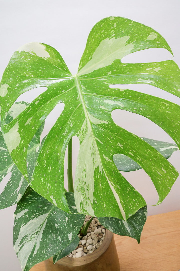 【モンステラ タイコンステレーション】人気の木製POTに植え込みました！お手頃なサイズ感ですので様々なシーンで活躍してくれます！