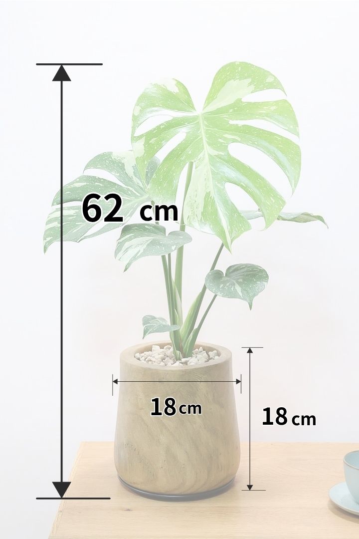 【モンステラ タイコンステレーション】人気の木製POTに植え込みました！お手頃なサイズ感ですので様々なシーンで活躍してくれます！