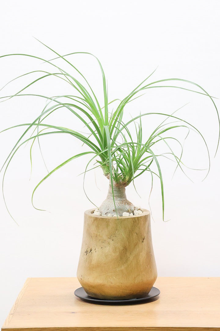 【ノリナ】人気の木製のPOT！まん丸の幹が可愛くてボリュームあります！葉の展開も多いのでおススメですよ
