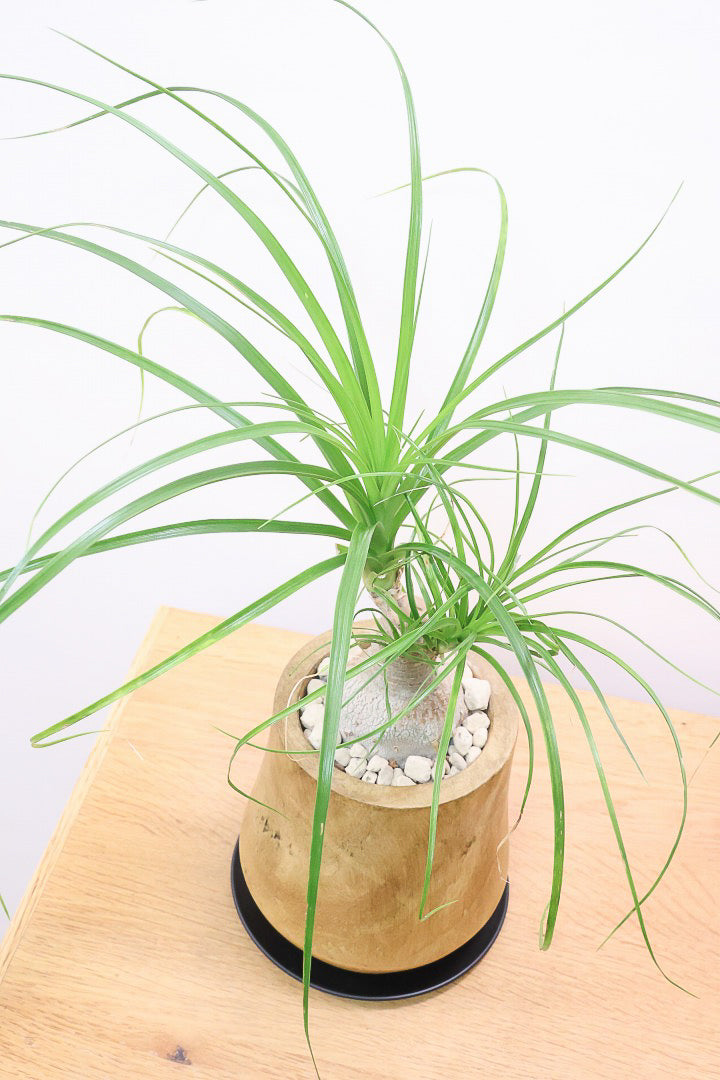 【ノリナ】人気の木製のPOT！まん丸の幹が可愛くてボリュームあります！葉の展開も多いのでおススメですよ