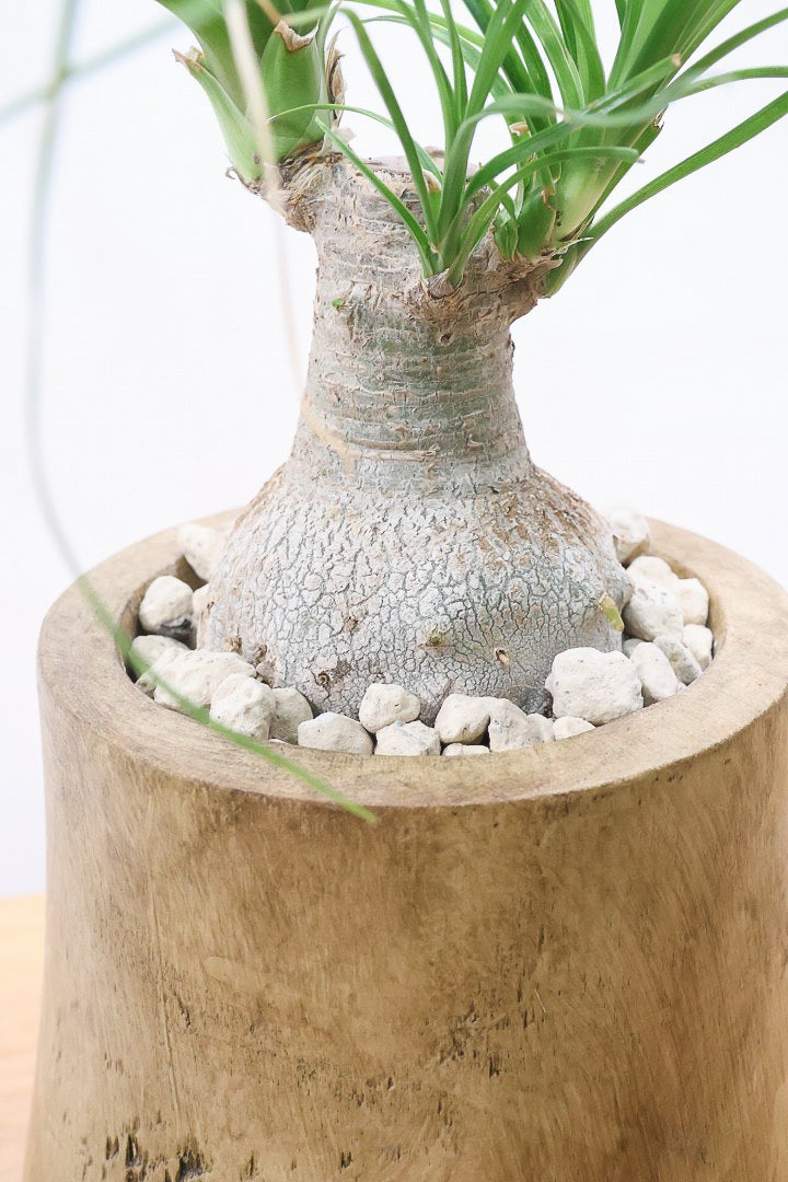 【ノリナ】人気の木製のPOT！まん丸の幹が可愛くてボリュームあります！葉の展開も多いのでおススメですよ