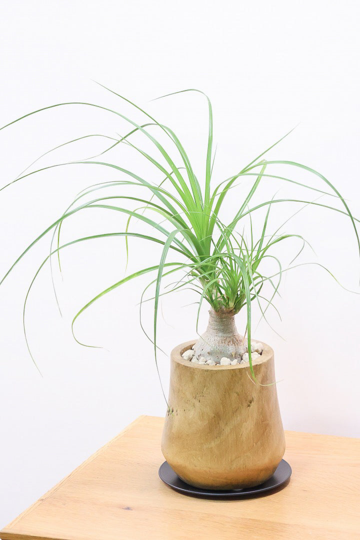 【ノリナ】人気の木製のPOT！まん丸の幹が可愛くてボリュームあります！葉の展開も多いのでおススメですよ
