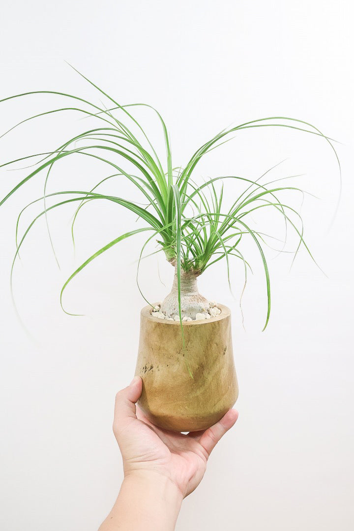 【ノリナ】人気の木製のPOT！まん丸の幹が可愛くてボリュームあります！葉の展開も多いのでおススメですよ