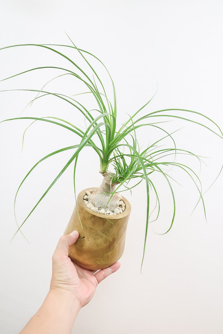 【ノリナ】人気の木製のPOT！まん丸の幹が可愛くてボリュームあります！葉の展開も多いのでおススメですよ