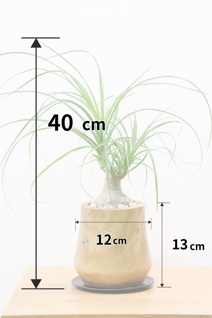 【ノリナ】人気の木製のPOT！まん丸の幹が可愛くてボリュームあります！葉の展開も多いのでおススメですよ