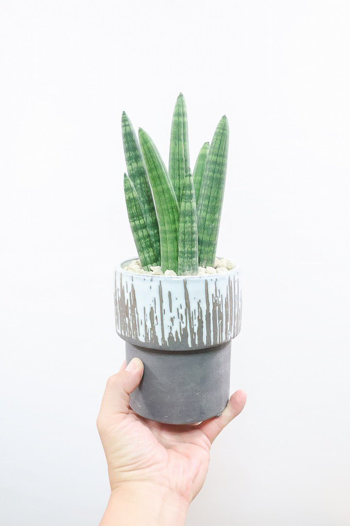 【サンスベリア スタッキー】今回はグレーのかわいいフォルムのPOT！仲良しの生産者さんからいい形のものを分けてもらいました！ムチムチでかわいい！