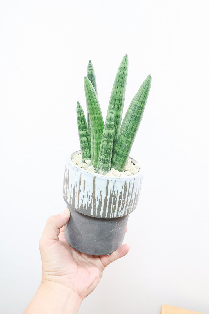 【サンスベリア スタッキー】今回はグレーのかわいいフォルムのPOT！仲良しの生産者さんからいい形のものを分けてもらいました！ムチムチでかわいい！