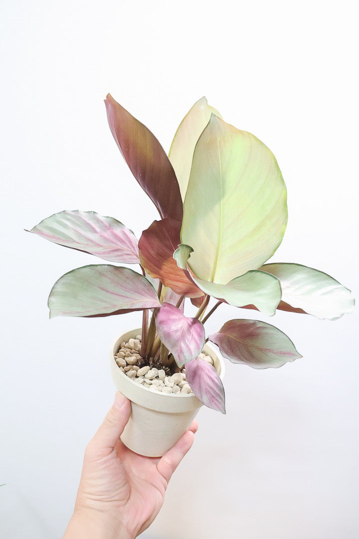 【カラテア シルバープレート】軽量なプラスチックPOT！最高の葉色に仕上がりました！甘い葉色がたまらん！