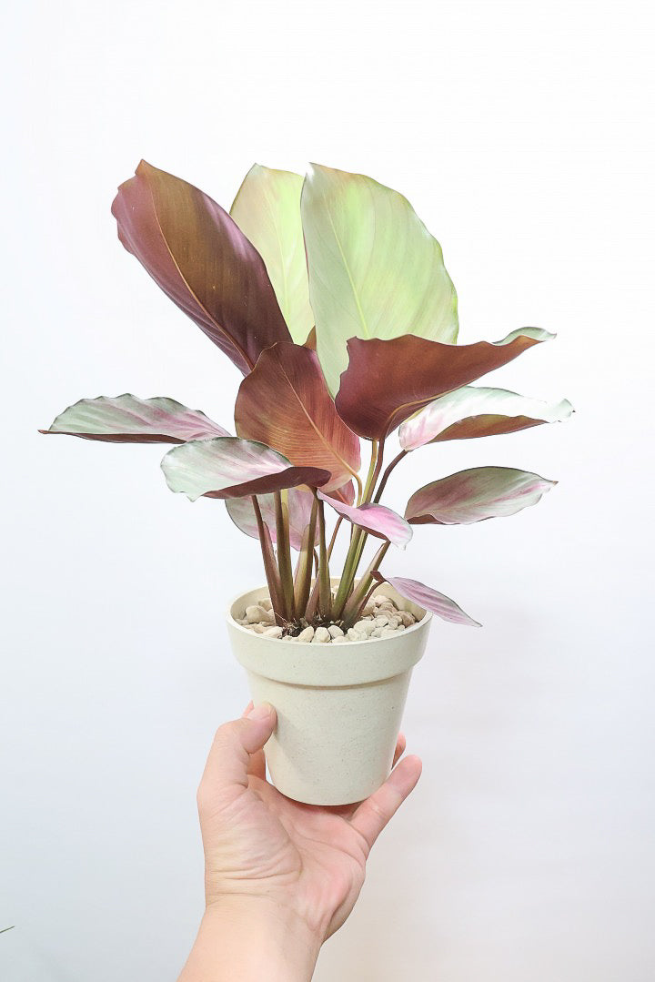 【カラテア シルバープレート】軽量なプラスチックPOT！最高の葉色に仕上がりました！甘い葉色がたまらん！
