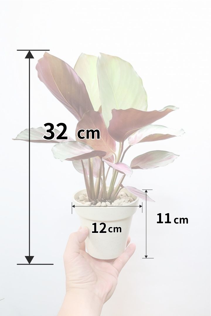 【カラテア シルバープレート】軽量なプラスチックPOT！最高の葉色に仕上がりました！甘い葉色がたまらん！