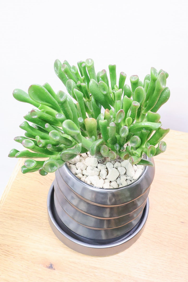 【クラッスラ ゴーラム】久々の入荷となりました！クレーターのようなフォルムの葉がとてもかわいい多肉植物なんです！