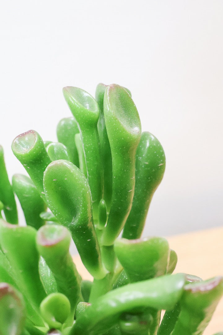 【クラッスラ ゴーラム】久々の入荷となりました！クレーターのようなフォルムの葉がとてもかわいい多肉植物なんです！