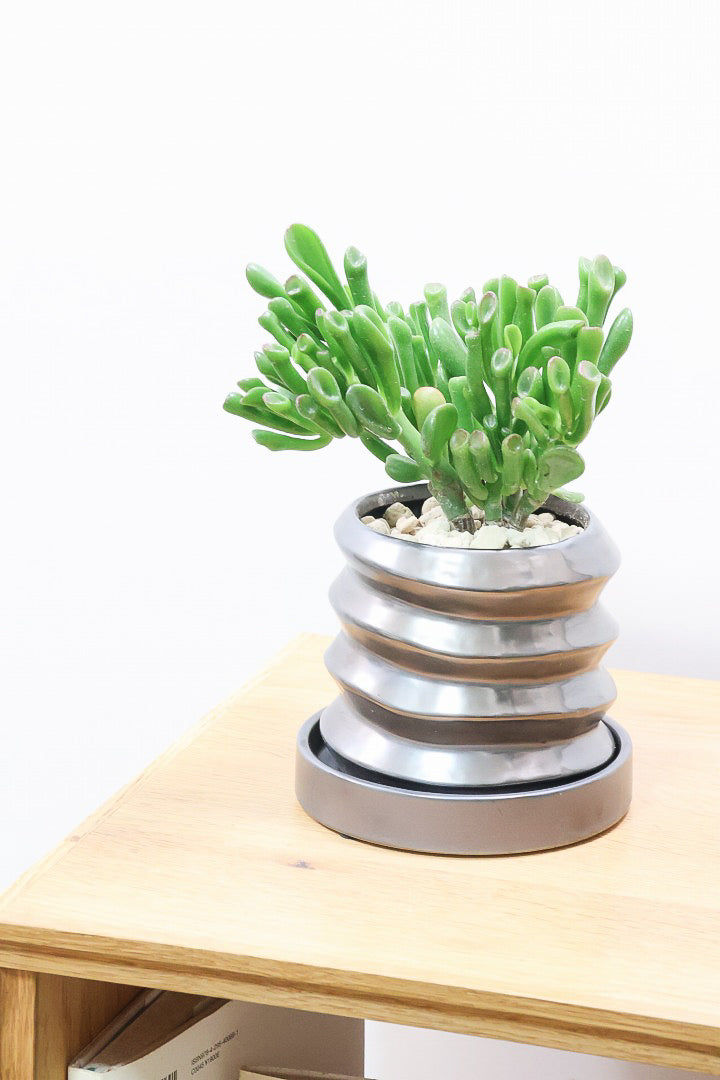 【クラッスラ ゴーラム】久々の入荷となりました！クレーターのようなフォルムの葉がとてもかわいい多肉植物なんです！