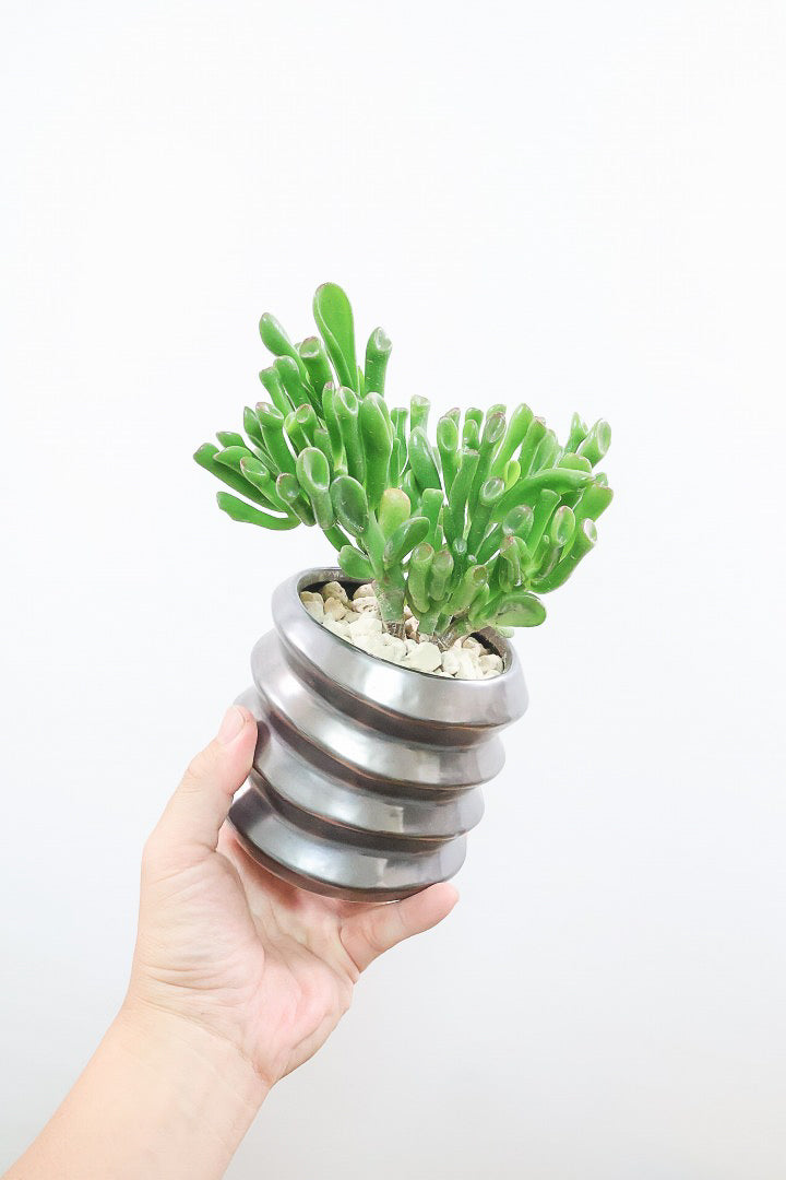 【クラッスラ ゴーラム】久々の入荷となりました！クレーターのようなフォルムの葉がとてもかわいい多肉植物なんです！