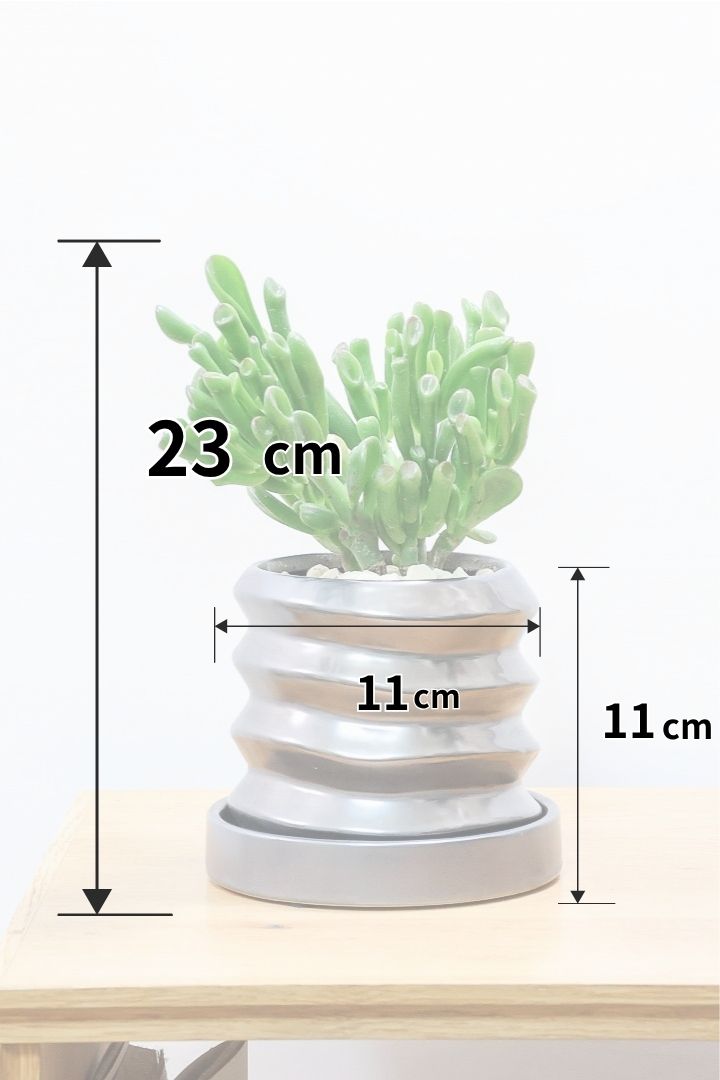 【クラッスラ ゴーラム】久々の入荷となりました！クレーターのようなフォルムの葉がとてもかわいい多肉植物なんです！