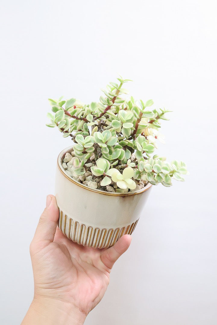 【ポーチュラカリア 雅楽の舞】人気の多肉植物！ここまで幹が立派なものは初めて見ました！おすすめです！