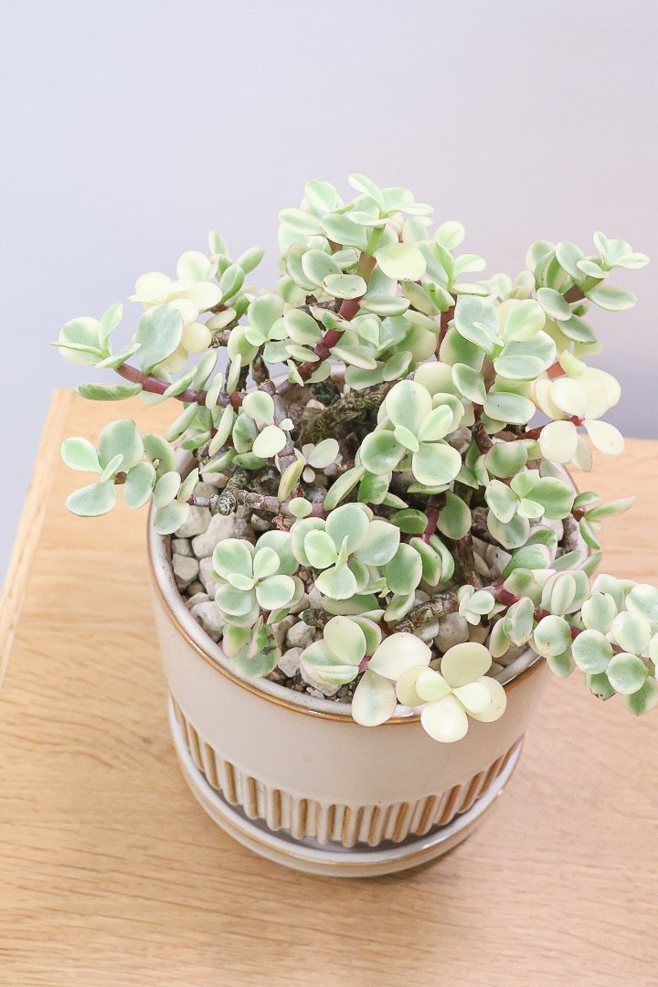 【ポーチュラカリア 雅楽の舞】人気の多肉植物！ここまで幹が立派なものは初めて見ました！おすすめです！