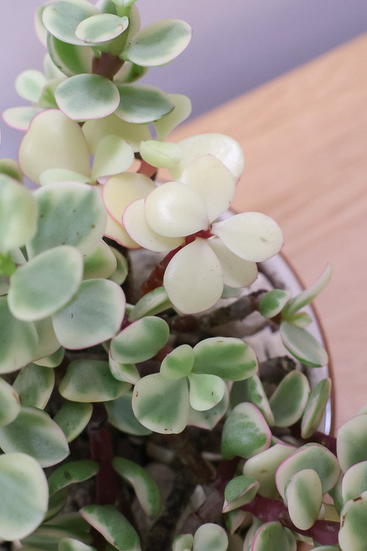 【ポーチュラカリア 雅楽の舞】人気の多肉植物！ここまで幹が立派なものは初めて見ました！おすすめです！