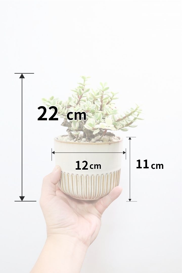 【ポーチュラカリア 雅楽の舞】人気の多肉植物！ここまで幹が立派なものは初めて見ました！おすすめです！