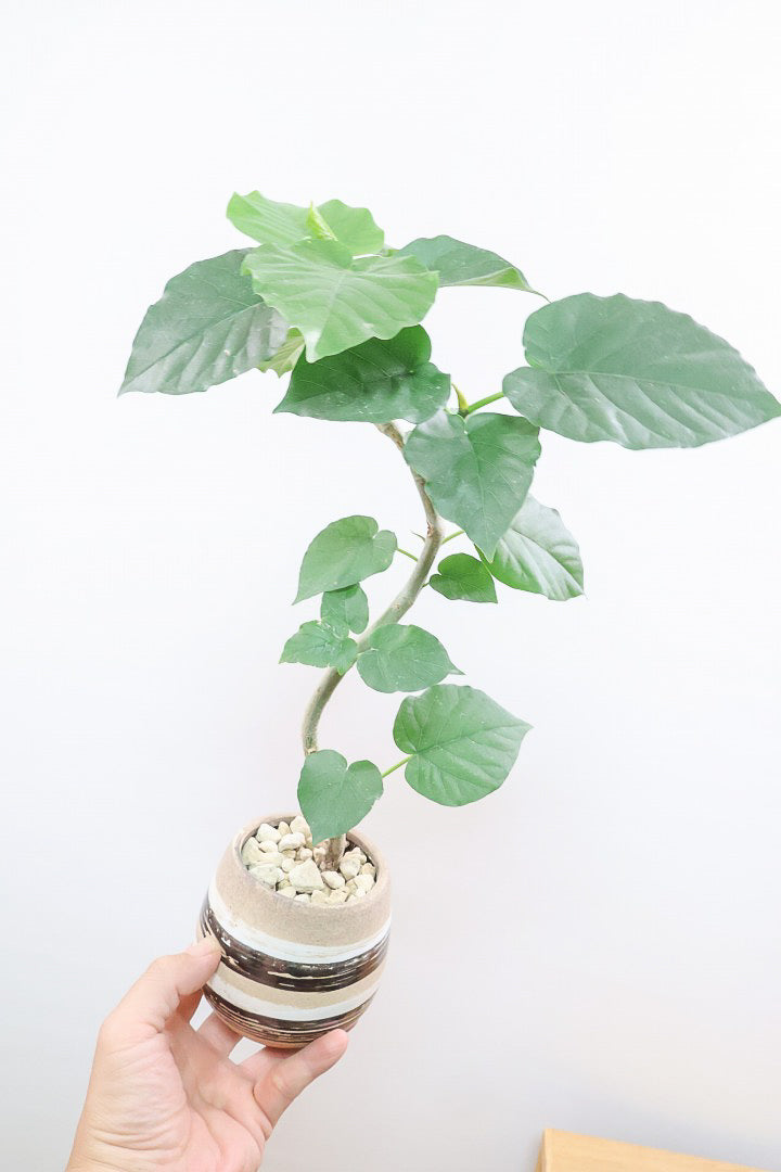 【ウンベラータ】このサイズはラストの入荷です！このサイズ感でここまできれいにカーブした幹は希少ですよ！