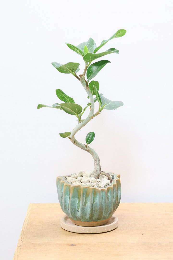 【ベンガレンシス】かわいい新作のPOT！このサイズでここまで仕立てられたベンガレンシスはかなりレア！幹もしっかりと太く仕上げられています！
