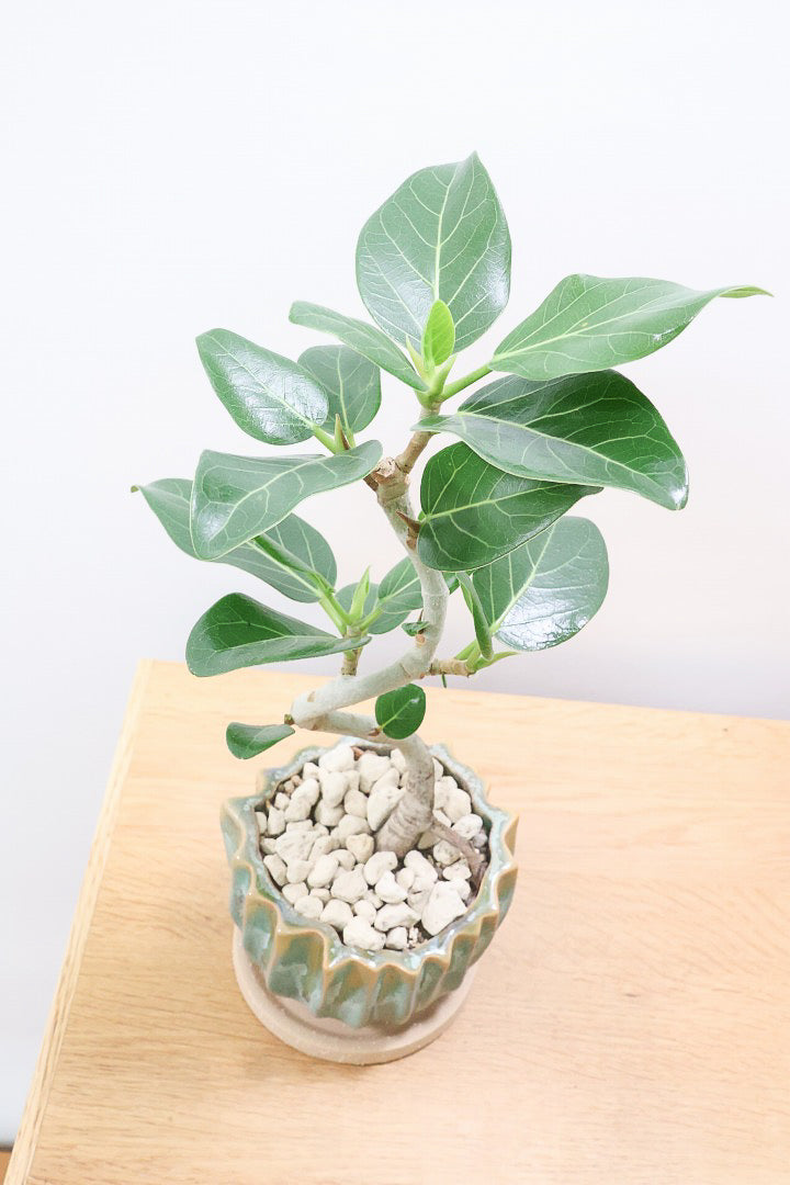 【ベンガレンシス】かわいい新作のPOT！このサイズでここまで仕立てられたベンガレンシスはかなりレア！幹もしっかりと太く仕上げられています！