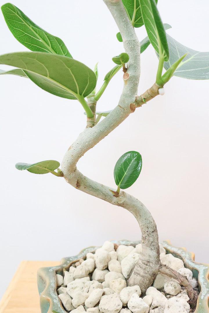 【ベンガレンシス】かわいい新作のPOT！このサイズでここまで仕立てられたベンガレンシスはかなりレア！幹もしっかりと太く仕上げられています！