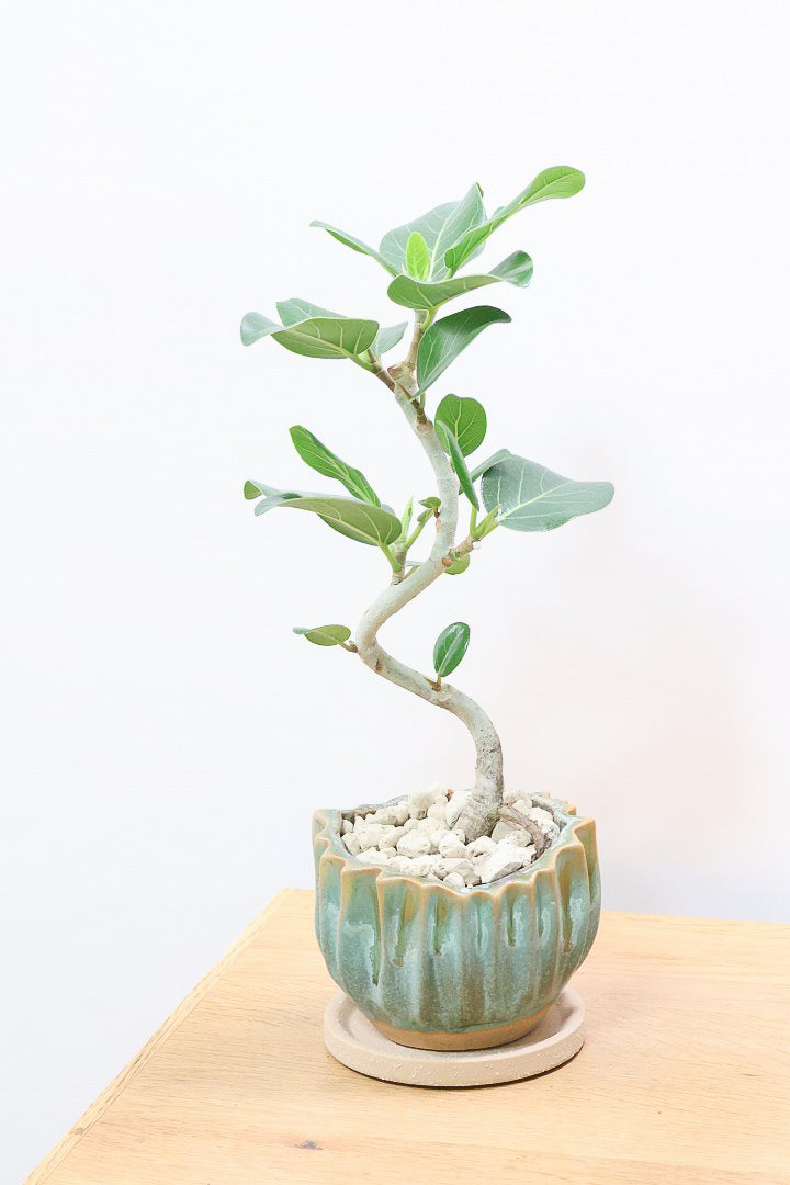 【ベンガレンシス】かわいい新作のPOT！このサイズでここまで仕立てられたベンガレンシスはかなりレア！幹もしっかりと太く仕上げられています！
