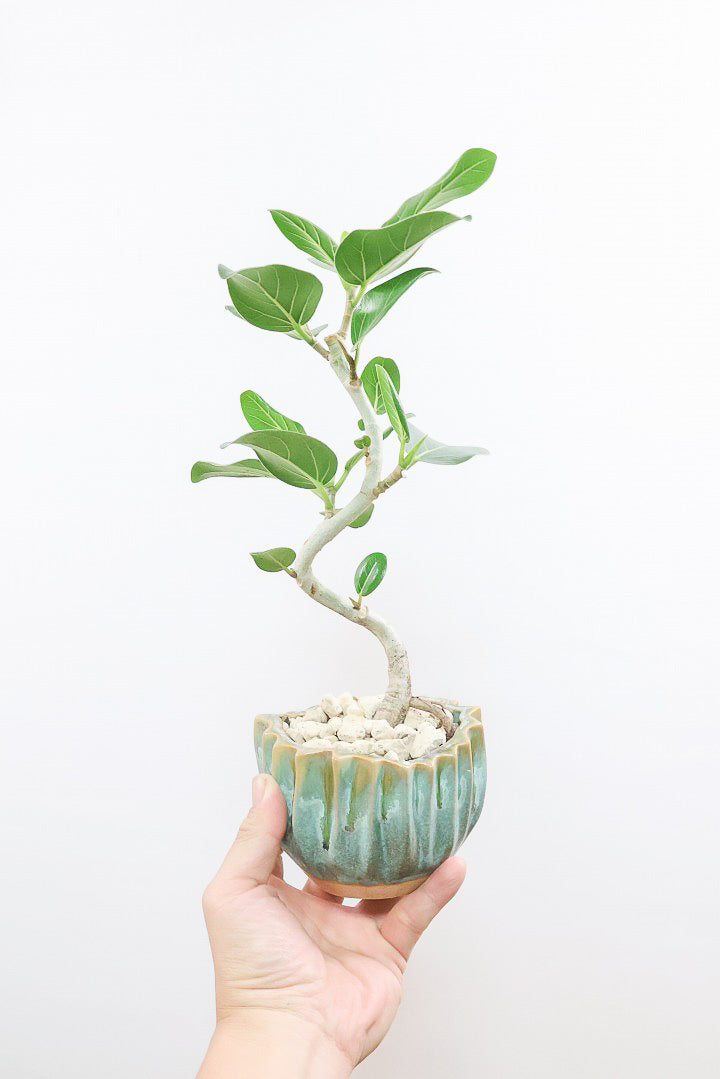 【ベンガレンシス】かわいい新作のPOT！このサイズでここまで仕立てられたベンガレンシスはかなりレア！幹もしっかりと太く仕上げられています！