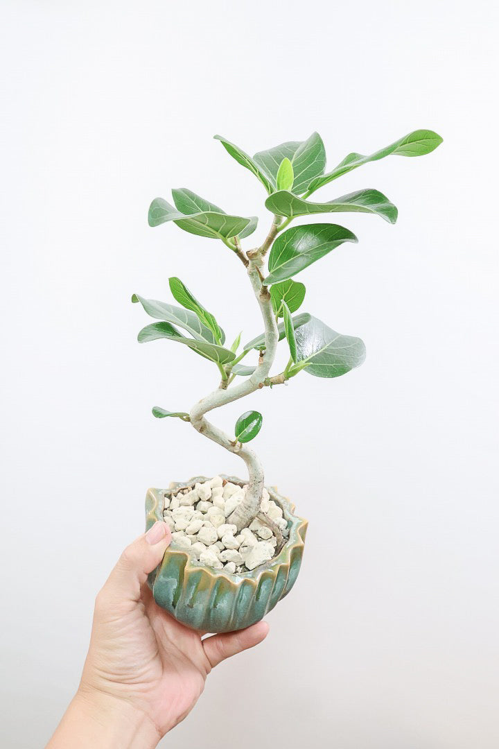 【ベンガレンシス】かわいい新作のPOT！このサイズでここまで仕立てられたベンガレンシスはかなりレア！幹もしっかりと太く仕上げられています！