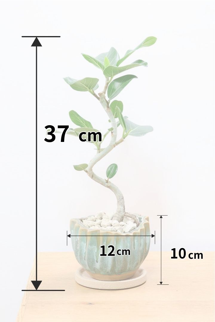 【ベンガレンシス】かわいい新作のPOT！このサイズでここまで仕立てられたベンガレンシスはかなりレア！幹もしっかりと太く仕上げられています！