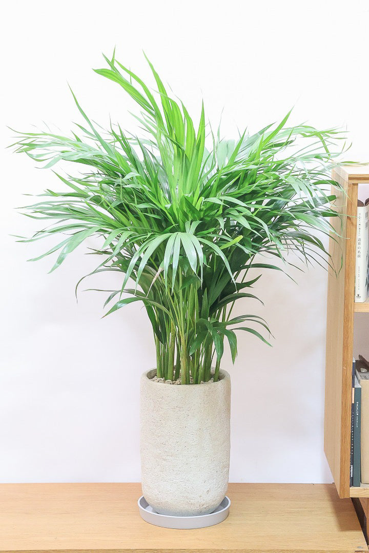 【アレカヤシ】ボリュームがあるBIGサイズ！大きな葉が印象的でトロピカルムードが漂う観葉植物です