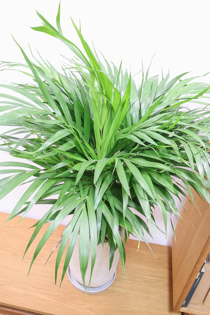 【アレカヤシ】ボリュームがあるBIGサイズ！大きな葉が印象的でトロピカルムードが漂う観葉植物です