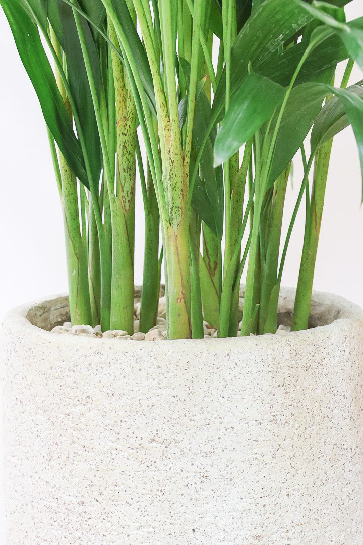 【アレカヤシ】ボリュームがあるBIGサイズ！大きな葉が印象的でトロピカルムードが漂う観葉植物です