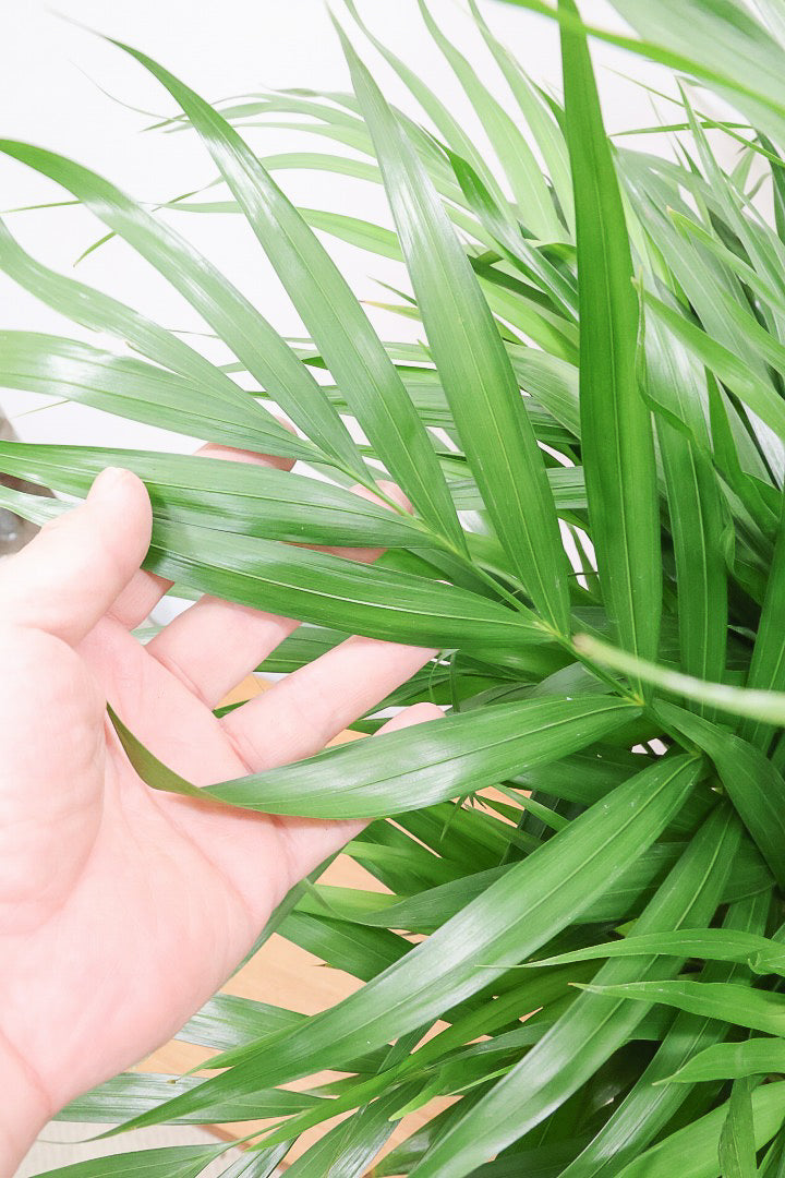 【アレカヤシ】ボリュームがあるBIGサイズ！大きな葉が印象的でトロピカルムードが漂う観葉植物です