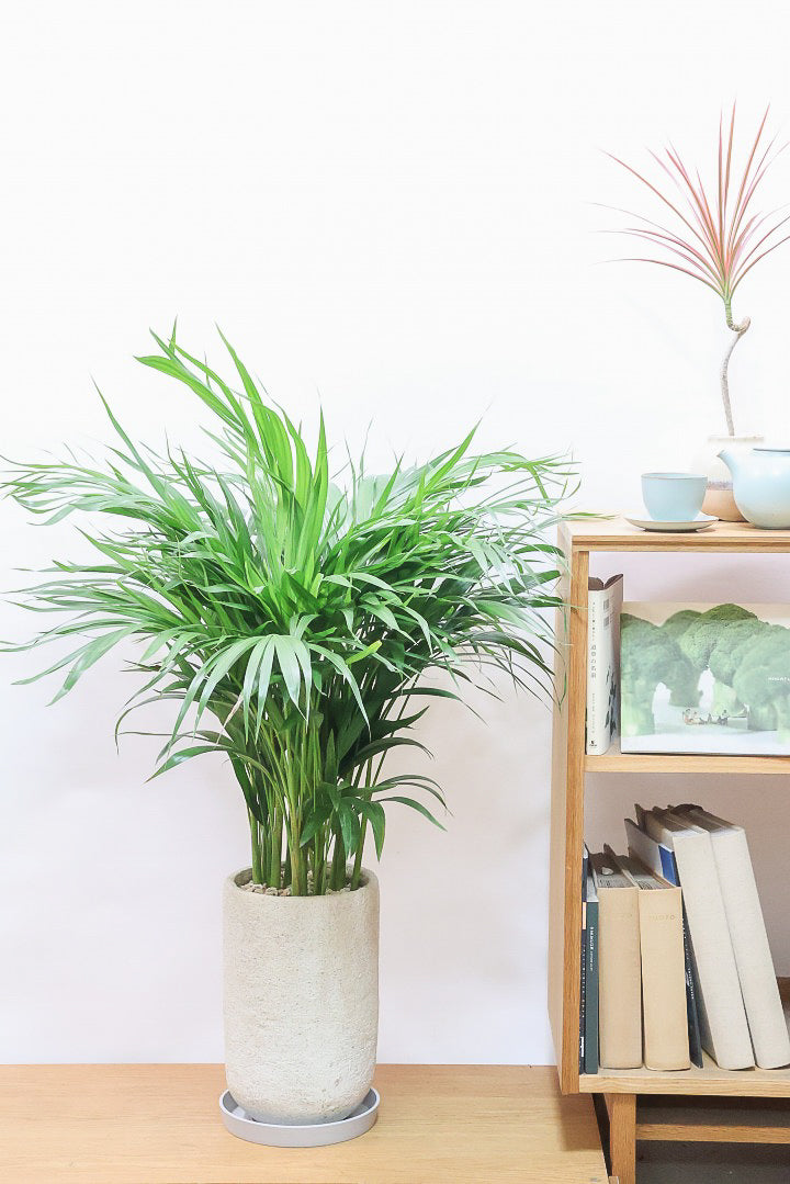 【アレカヤシ】ボリュームがあるBIGサイズ！大きな葉が印象的でトロピカルムードが漂う観葉植物です