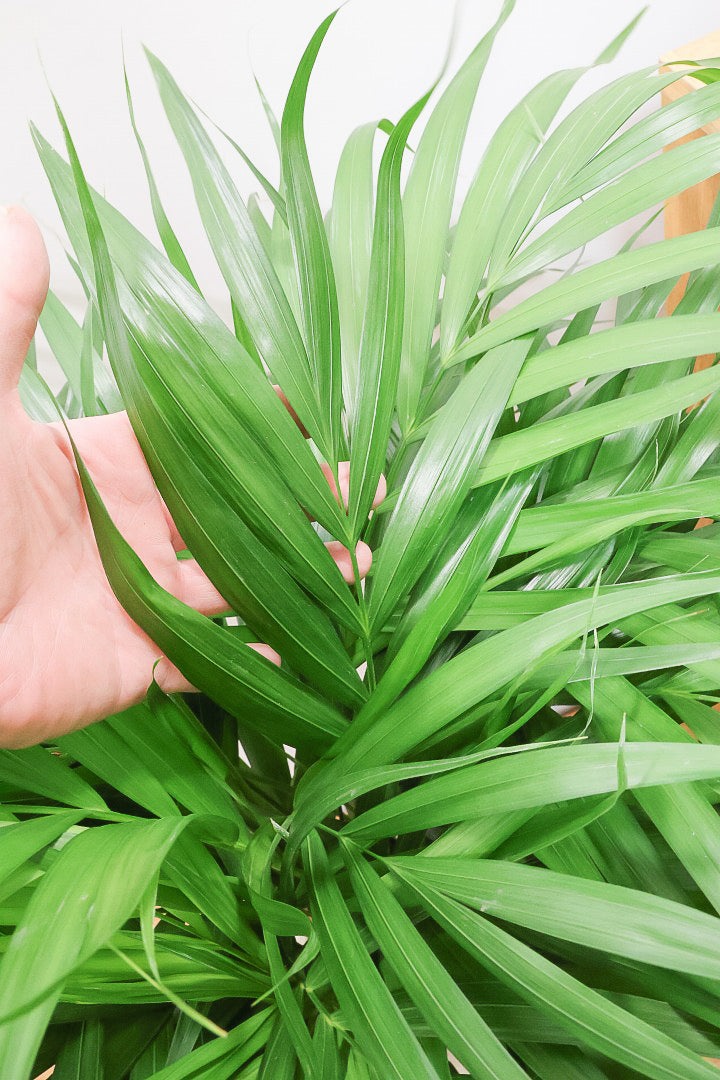 【アレカヤシ】ボリュームがあるBIGサイズ！大きな葉が印象的でトロピカルムードが漂う観葉植物です