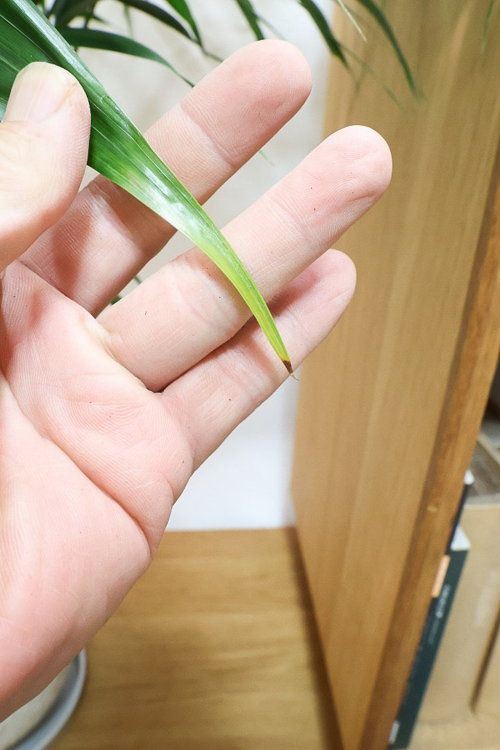 【アレカヤシ】ボリュームがあるBIGサイズ！大きな葉が印象的でトロピカルムードが漂う観葉植物です