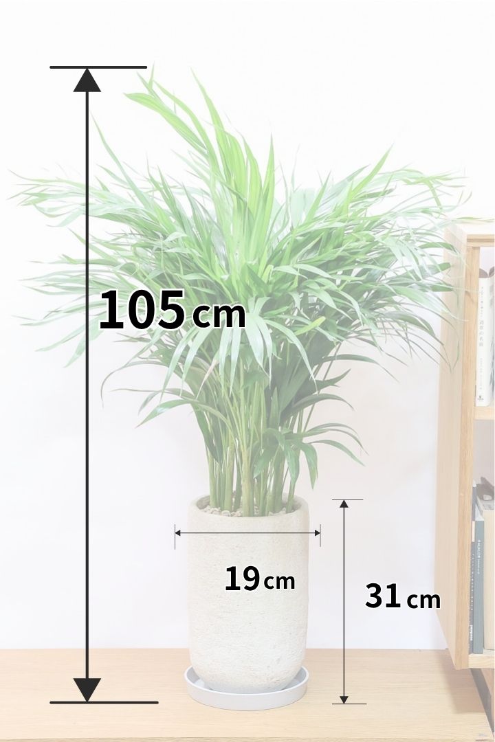 【アレカヤシ】ボリュームがあるBIGサイズ！大きな葉が印象的でトロピカルムードが漂う観葉植物です