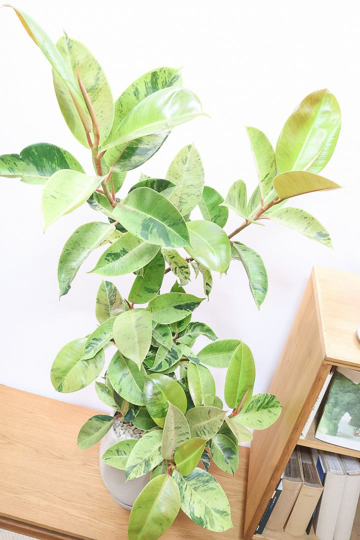【フィカス ジン】超BIGサイズ！当店で仕入れた中では最大サイズだと思います！存在感がありますよ！